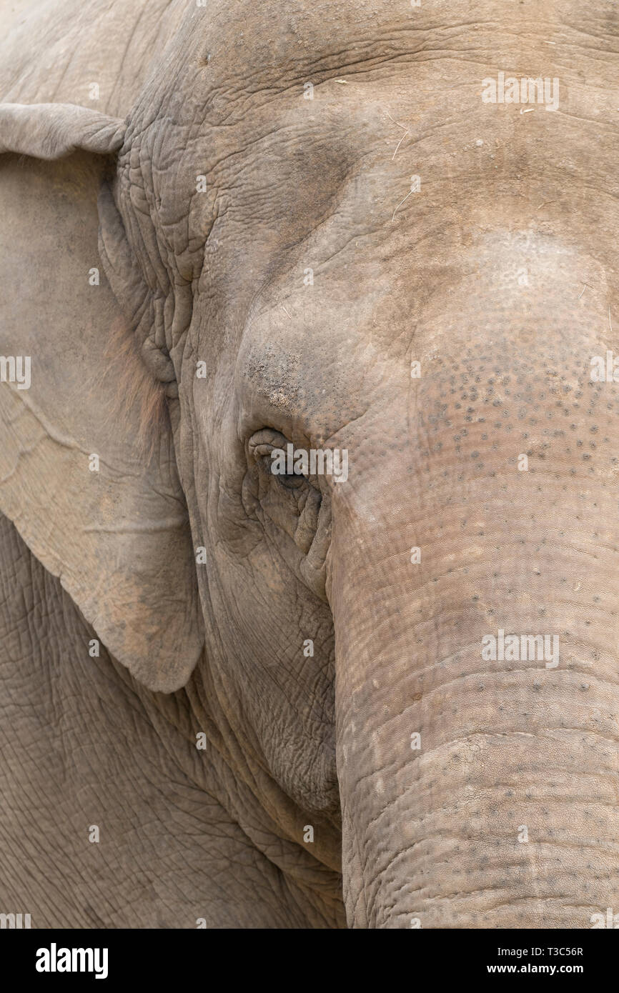 Elephant se reposant dans un zoo en italie Banque D'Images