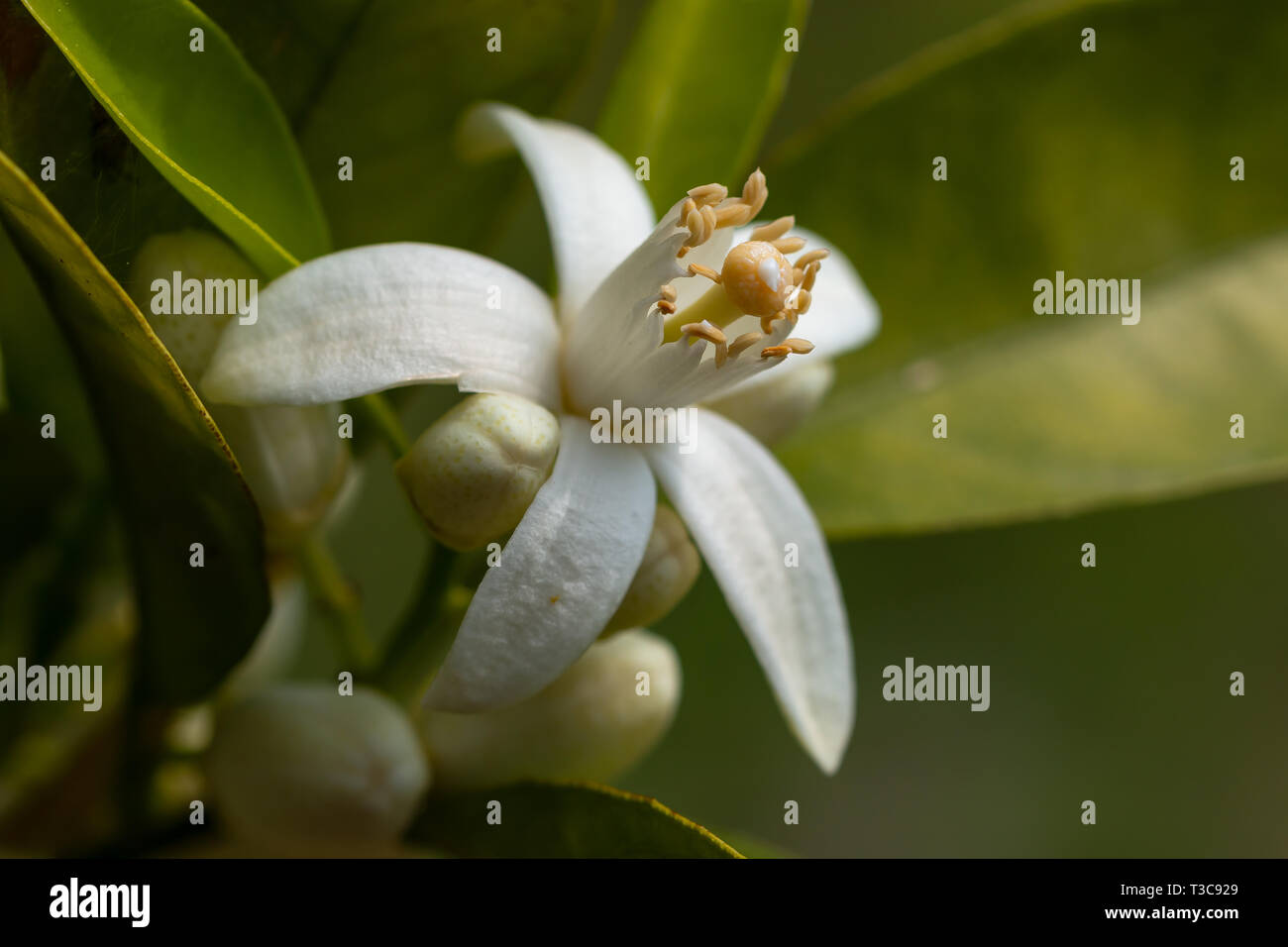 Arbre orange blossom. close up fleur photo Banque D'Images