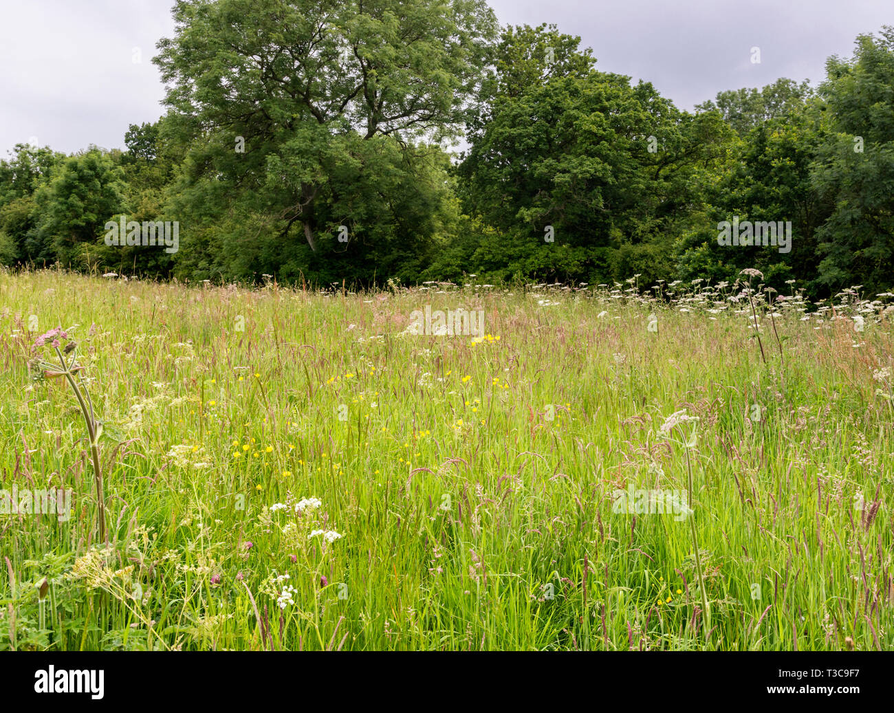 Un wild flower meadow au Manor Vale, Kirkbymoorside Banque D'Images