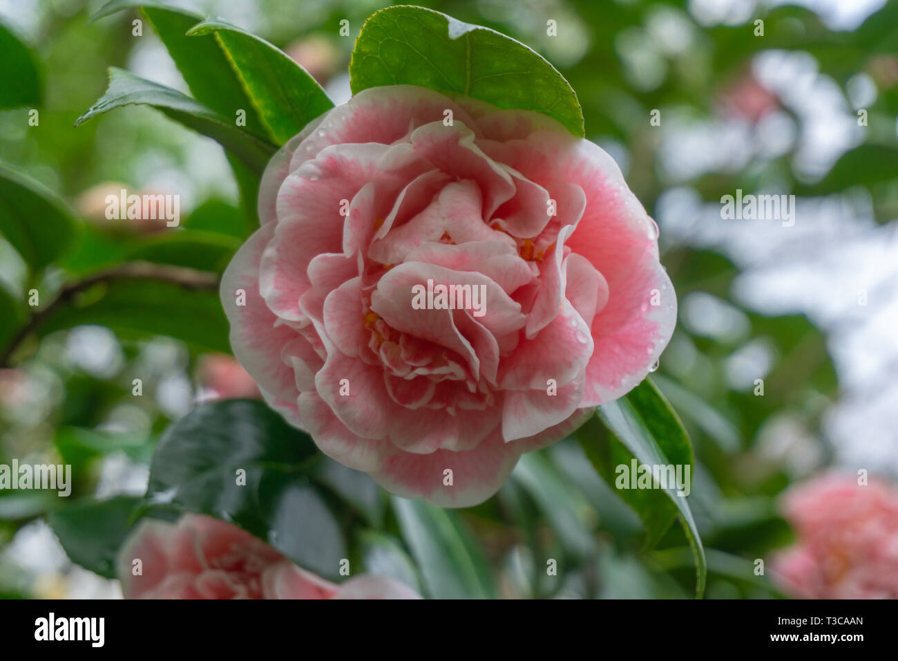 Camellia rose jean clere (Camellia japonica) en avril. Close-up d'une couleur blanc et rose fleur de Camélia. Banque D'Images