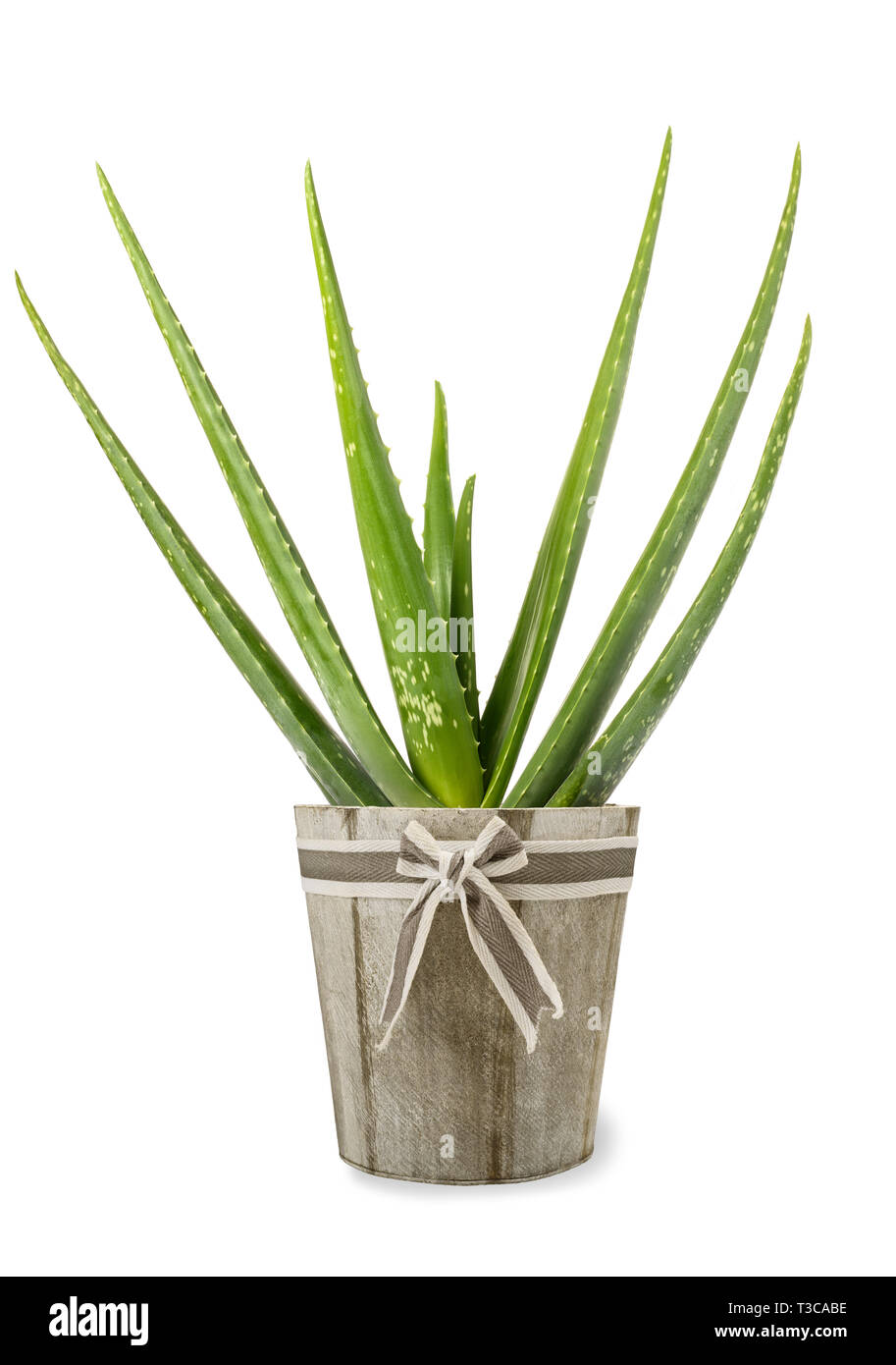 Usine de vera d'aloès dans vase isolé sur fond blanc Banque D'Images