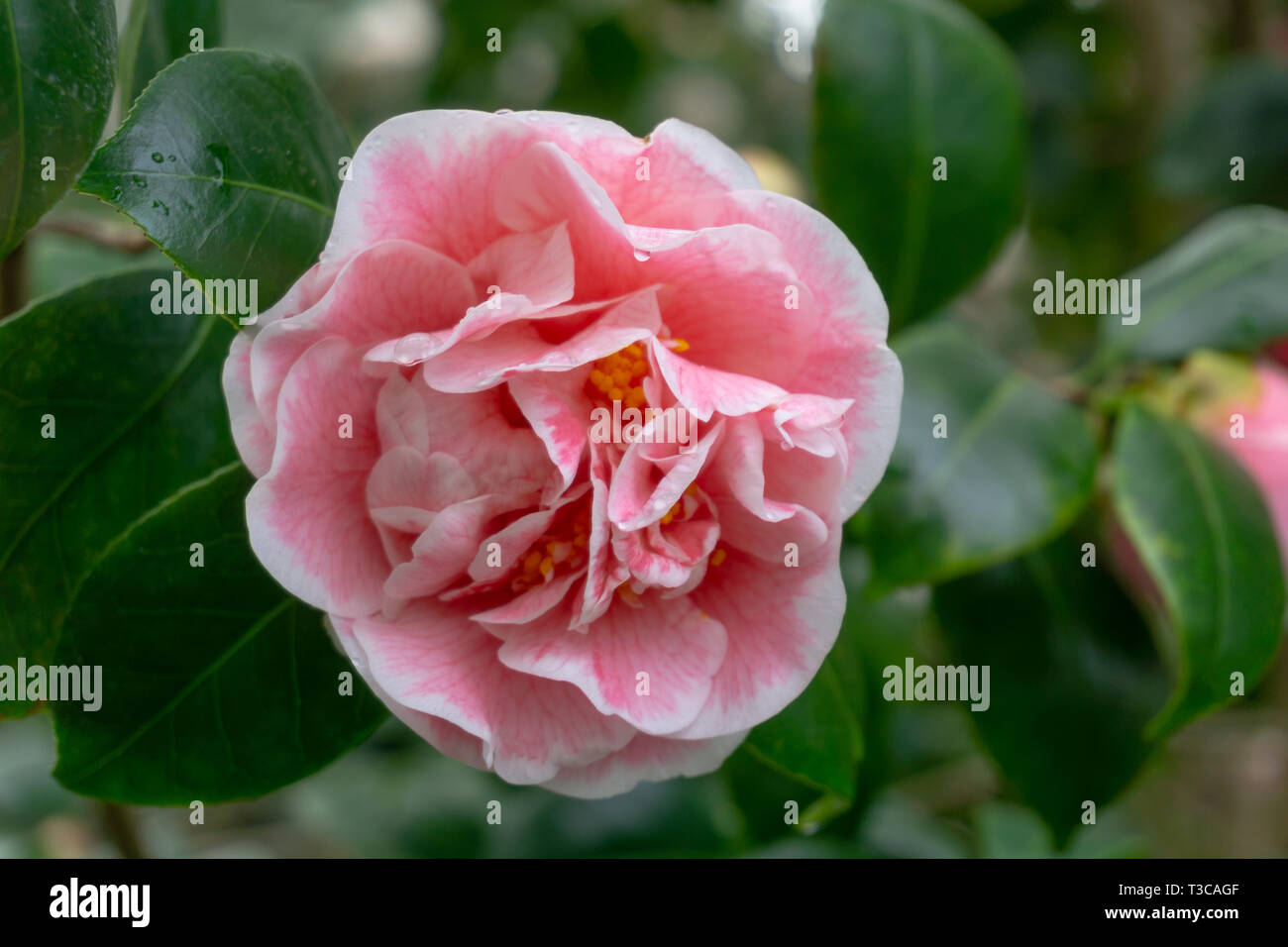 Camellia rose jean clere (Camellia japonica) en avril. Close-up d'une couleur blanc et rose fleur de Camélia. Banque D'Images