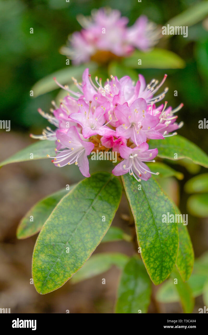 Close up d'un arbuste à fleurs roses avec de petits Rhododendrons (Lepidote) au printemps. Vue d'un Bush en fleurs pourpre avec de petits Rhododendron. Banque D'Images