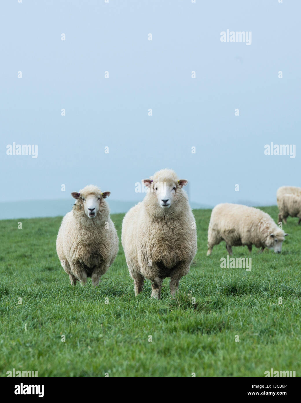 Sheepin un champ Banque D'Images