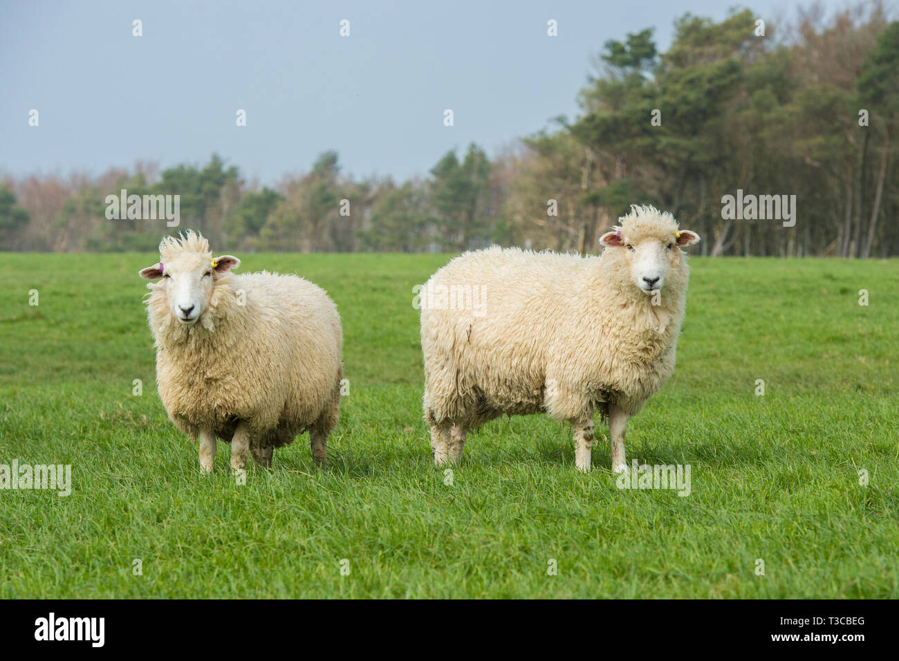 Deux moutons Dorset Banque D'Images