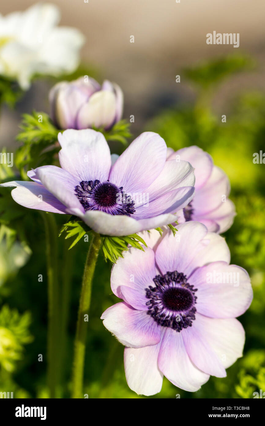 Anemone coronaria 'Mr Fokker' fleurs de pavot violet, Dorset, Royaume-Uni Banque D'Images