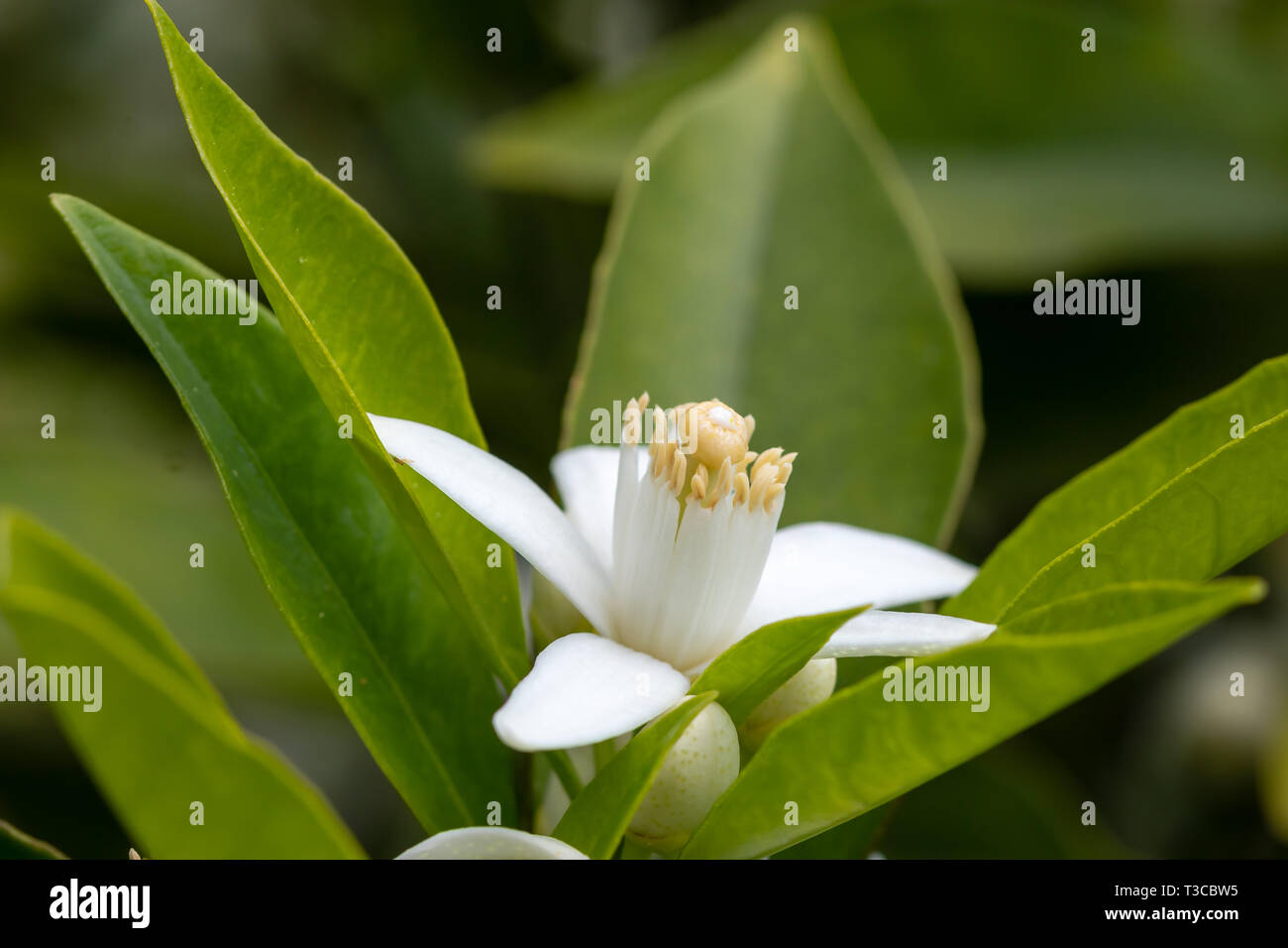 Branche d'arbre orange et fleurs. close up fleur photo Banque D'Images