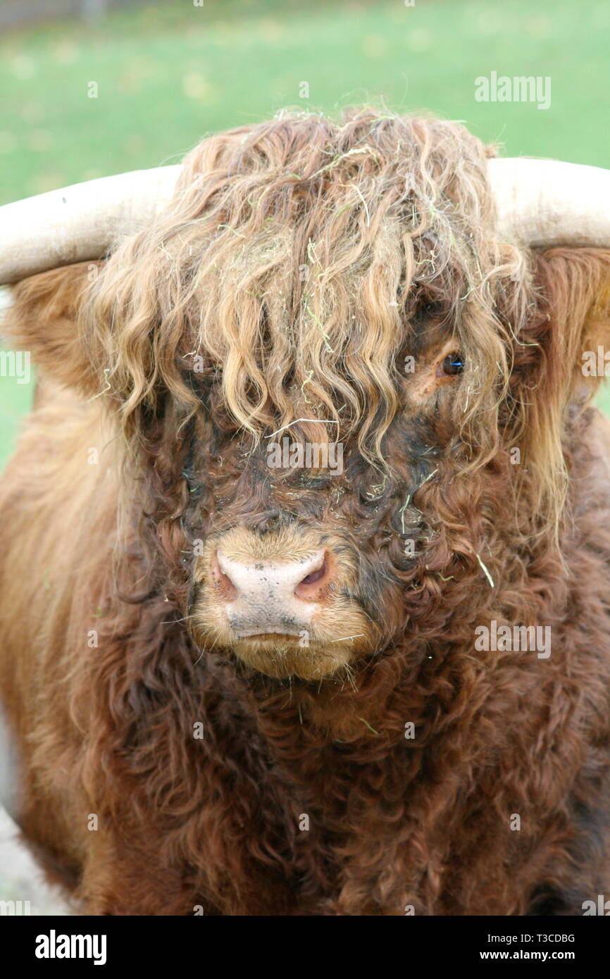Un mâle Scottish Highland cattle à partir de l'avant Banque D'Images