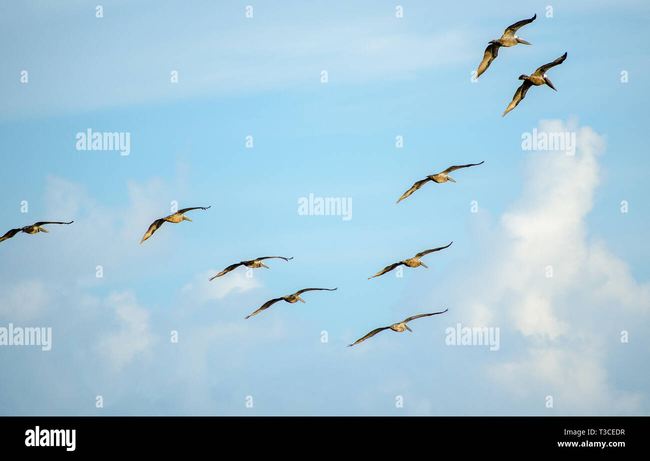 Le Pélican brun voler en formation, le 17 juin 2013, à Bayou La Batre, Alabama. Banque D'Images