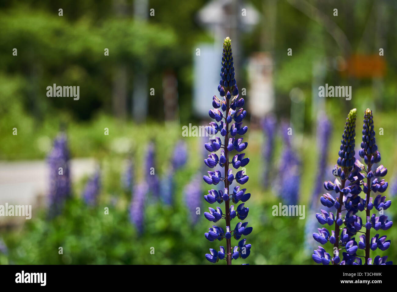 Tall, violet Lupinus polyphyllus (lupin à grandes feuilles, big-leaved lupin, lupin) à feuilles de nombreuses fleurs qui poussent dans un jardin de Yuzawa, Niigata, Japon. Banque D'Images