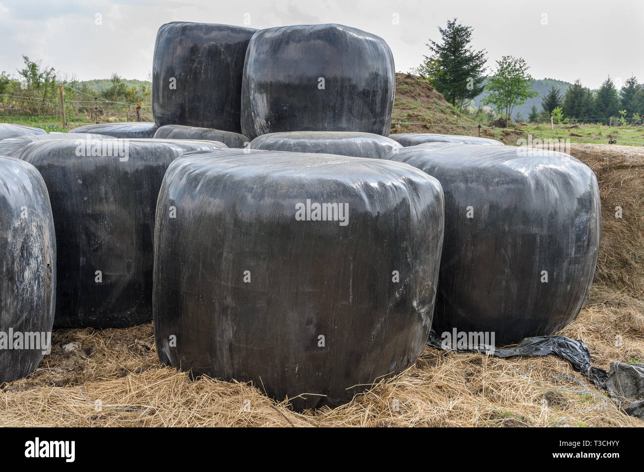 Les grosses balles de foin enveloppés de plastique noir dans un champ de foin jaune en dessous. Une colline avec quelques arbres sont en arrière-plan. Banque D'Images