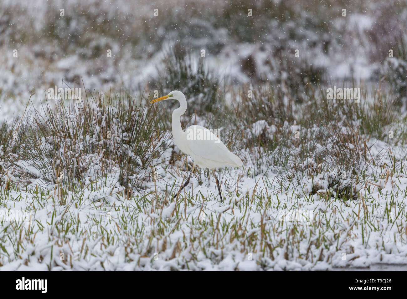 Grands naturelles aigrette (Egretta alba) marche à travers les prairies enneigées Banque D'Images