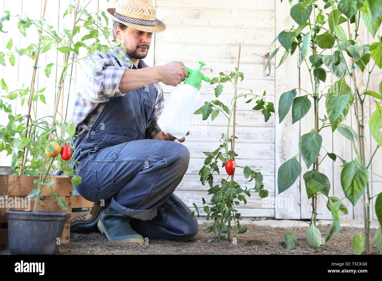 Dans l'homme potager pesticides sprays sur feuilles de plants de tomates, de soins de plantes pour la croissance concept Banque D'Images