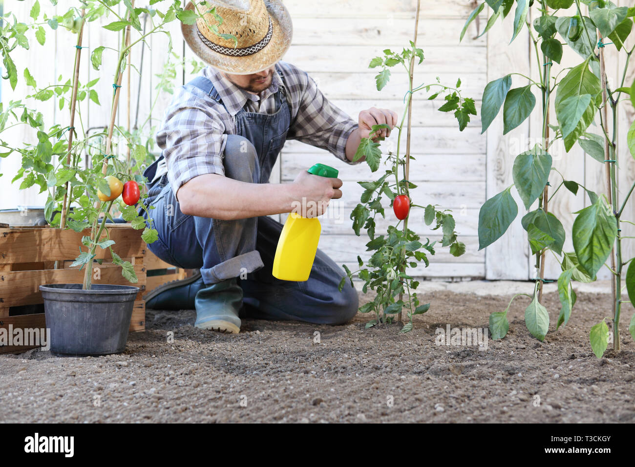 Dans l'homme potager pesticides sprays sur feuilles de plants de tomates, de soins de plantes pour la croissance concept Banque D'Images