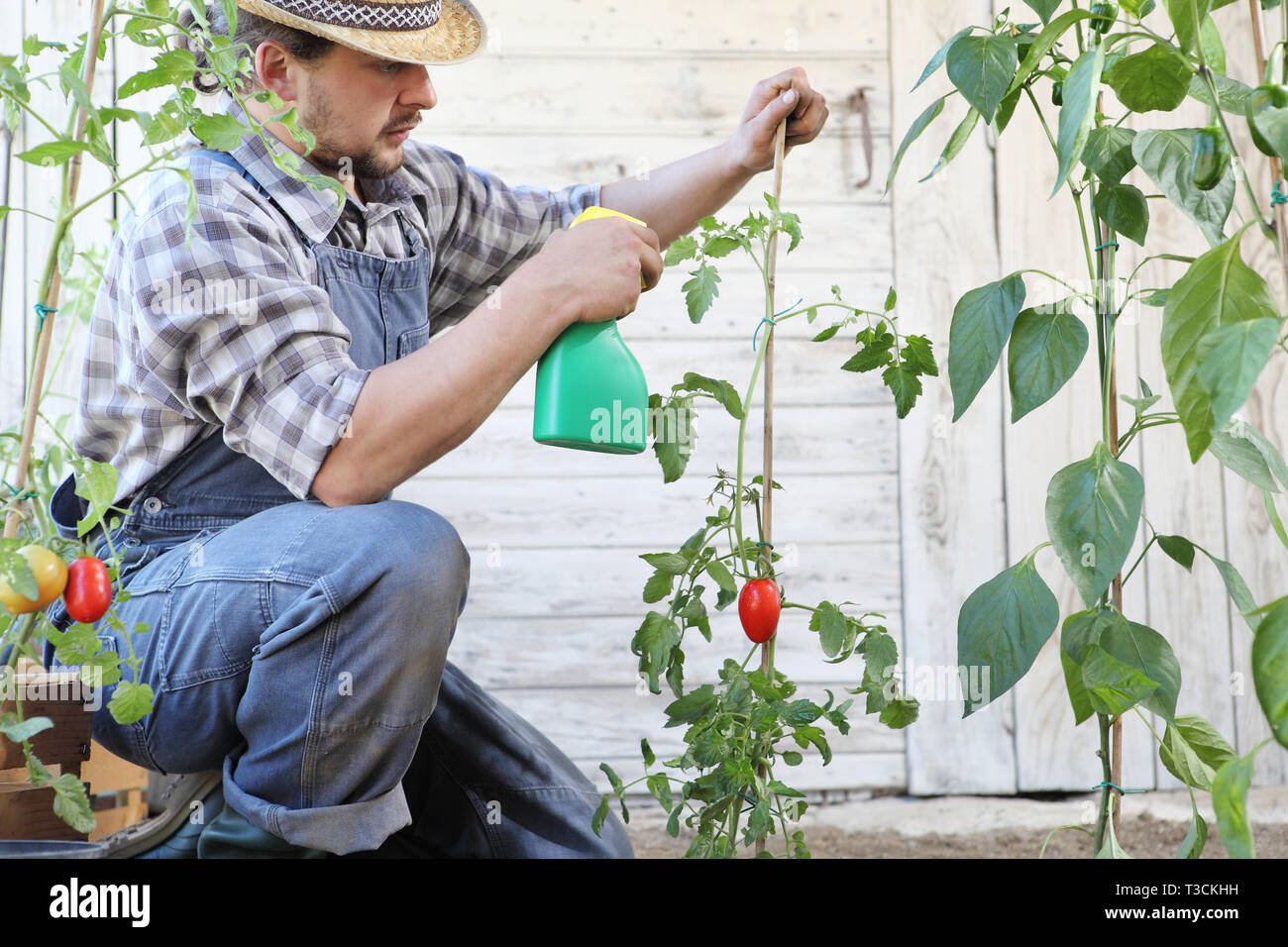 Dans l'homme potager pesticides sprays sur feuilles de plants de tomates, de soins de plantes pour la croissance concept Banque D'Images