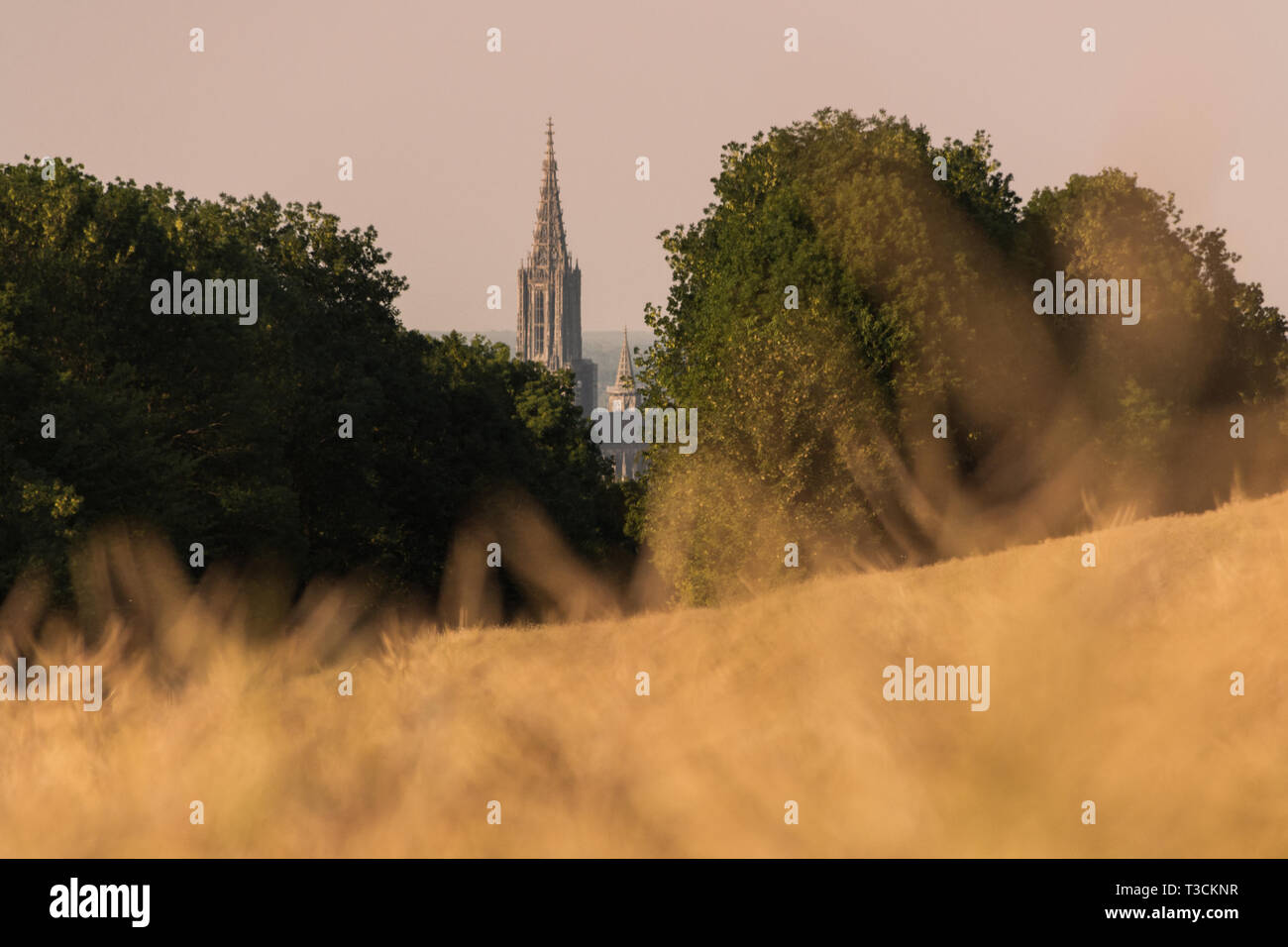 Un champ de blé jaune en été. La cathédrale d'ulm est visible dans l'arrière-plan Banque D'Images