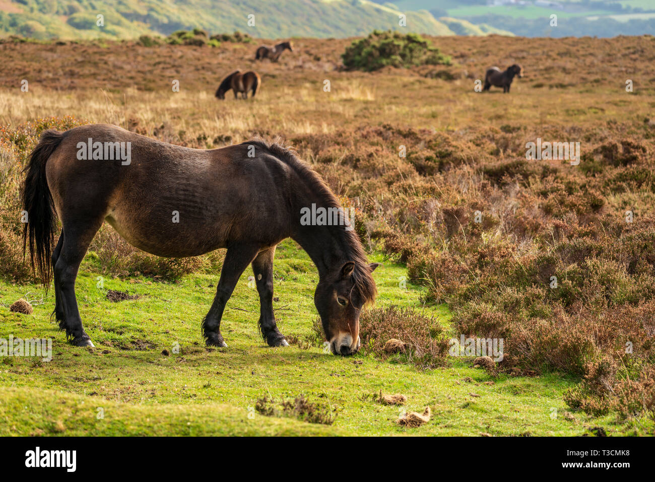 Un poney Exmoor, le pâturage sur Porlock Hill dans le Somerset, England, UK Banque D'Images