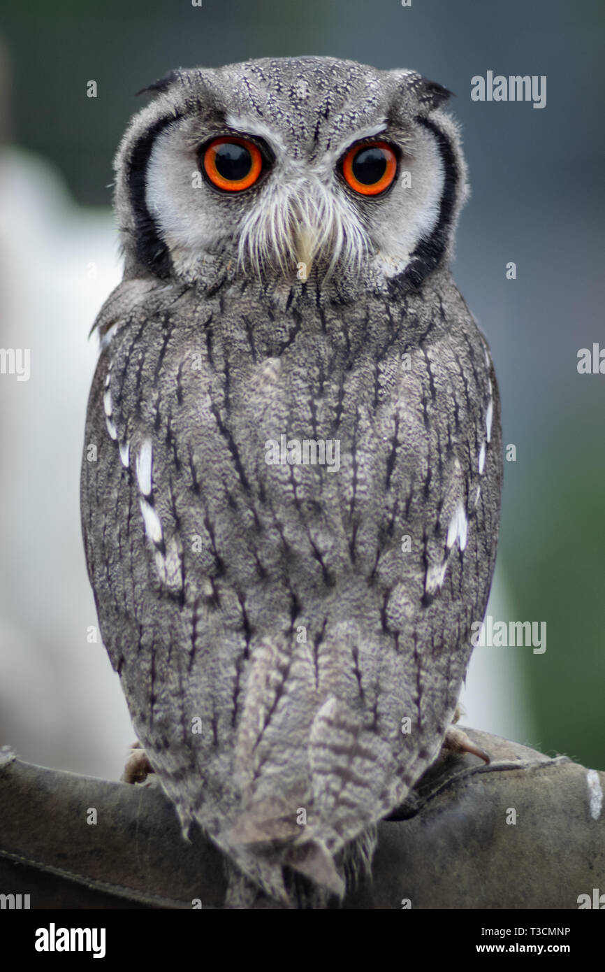 White-Faced Scops Owl perché sur un gantelet avec sa tête tournée entièrement vers l'arrière Banque D'Images