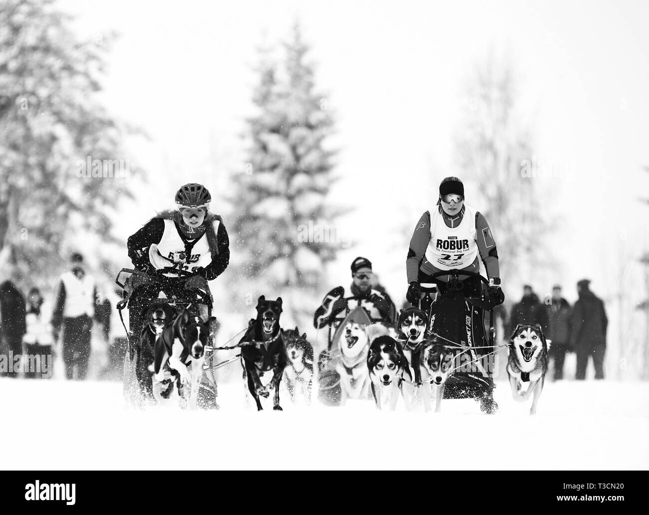 ÅNNABODA ÖREBRO 20150130 veckan SM, j'vintersporter, j'Ånnaboda Örebro, 2015. Bilden : Draghund. Bild Jeppe Gustafsson Banque D'Images