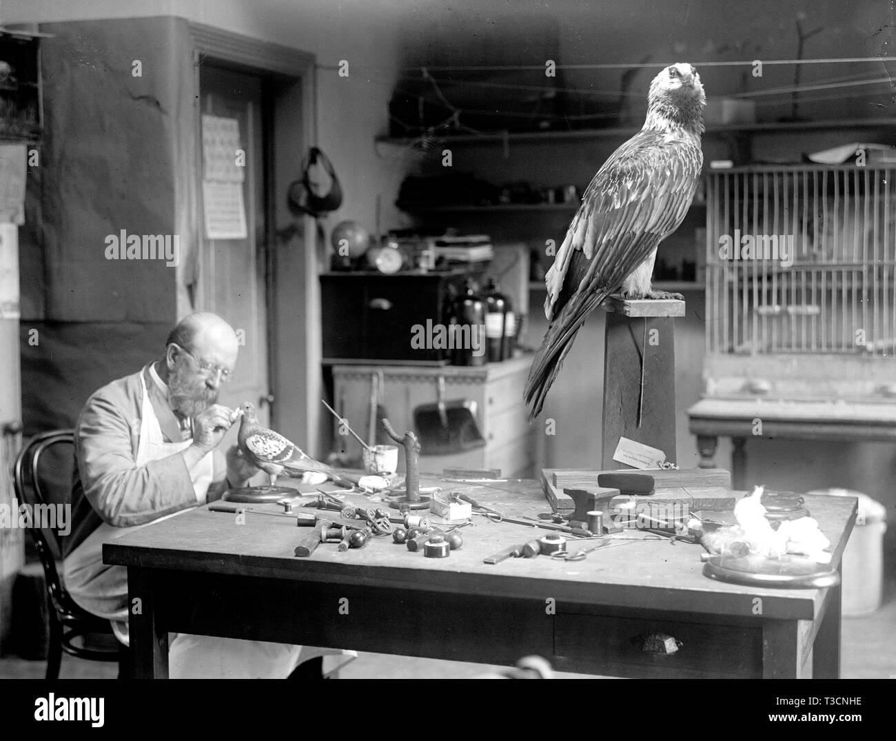 N.R. Bois de Smithsonian Institution Oiseaux de montage ca. 1916 Banque D'Images