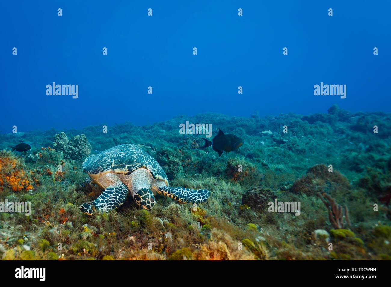 Libre de la tête de Chelonia mydas tortue de mer noire, poissons anges, avec en arrière-plan Banque D'Images