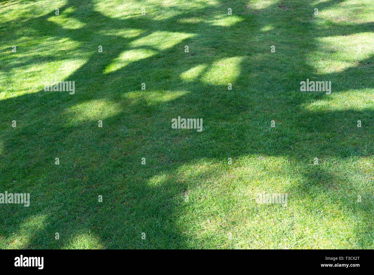 Ombres abstraites des arbres sur une pelouse en herbe au Royaume-Uni. Concept : heure d'été, longues journées Banque D'Images