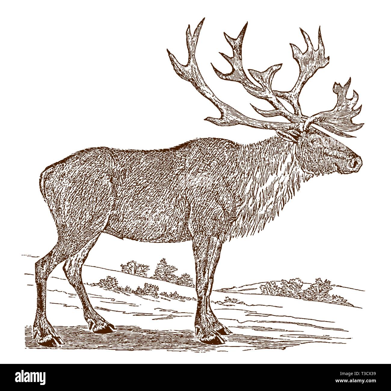 Homme en danger la population boréale de caribous des bois ou le renne (Rangifer tarandus caribou) en vue de côté. Illustration après une gravure historique, 19e siècle Illustration de Vecteur Homme en danger la population boréale de caribous des bois ou le renne (Rangifer tarandus caribou) en vue de côté. Illustration après une gravure historique, 19e siècle Illustration de Vecteur