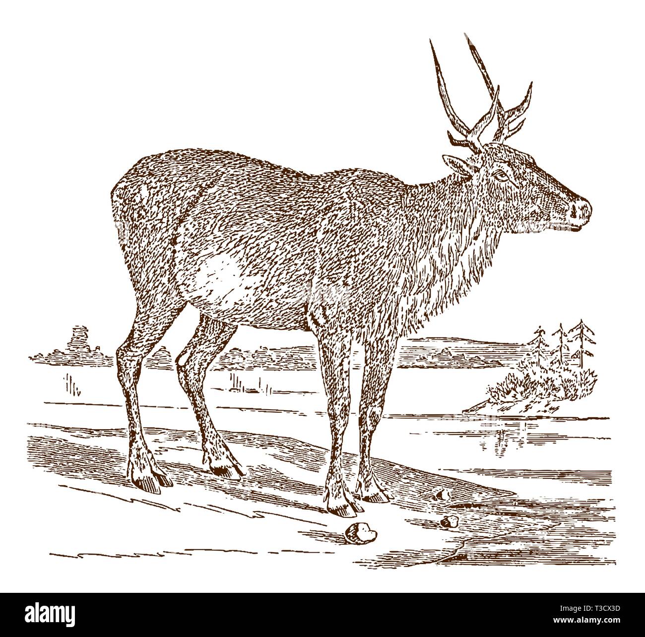 Les femmes en danger la population boréale de caribous des bois ou le renne (Rangifer tarandus caribou) en vue de côté. Illustration après une gravure historique, 19e siècle Illustration de Vecteur Les femmes en danger la population boréale de caribous des bois ou le renne (Rangifer tarandus caribou) en vue de côté. Illustration après une gravure historique, 19e siècle Illustration de Vecteur