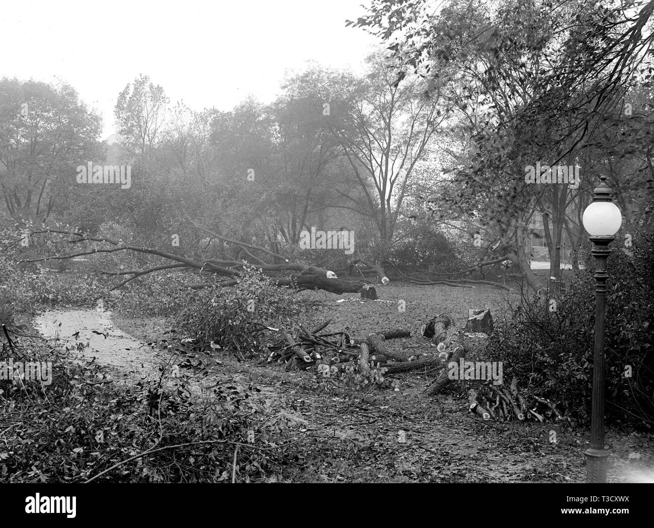 District de Columbia Parcs - la coupe des arbres sur des sites centre commercial pour les nouveaux bâtiments de guerre ca. 1917 Banque D'Images