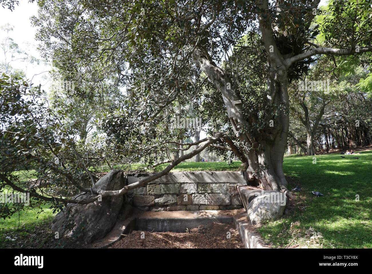 Port Jackson Fig, Rusty Fig (Ficus rubiginosa) dans le Royal Botanic Garden, Sydney. Banque D'Images