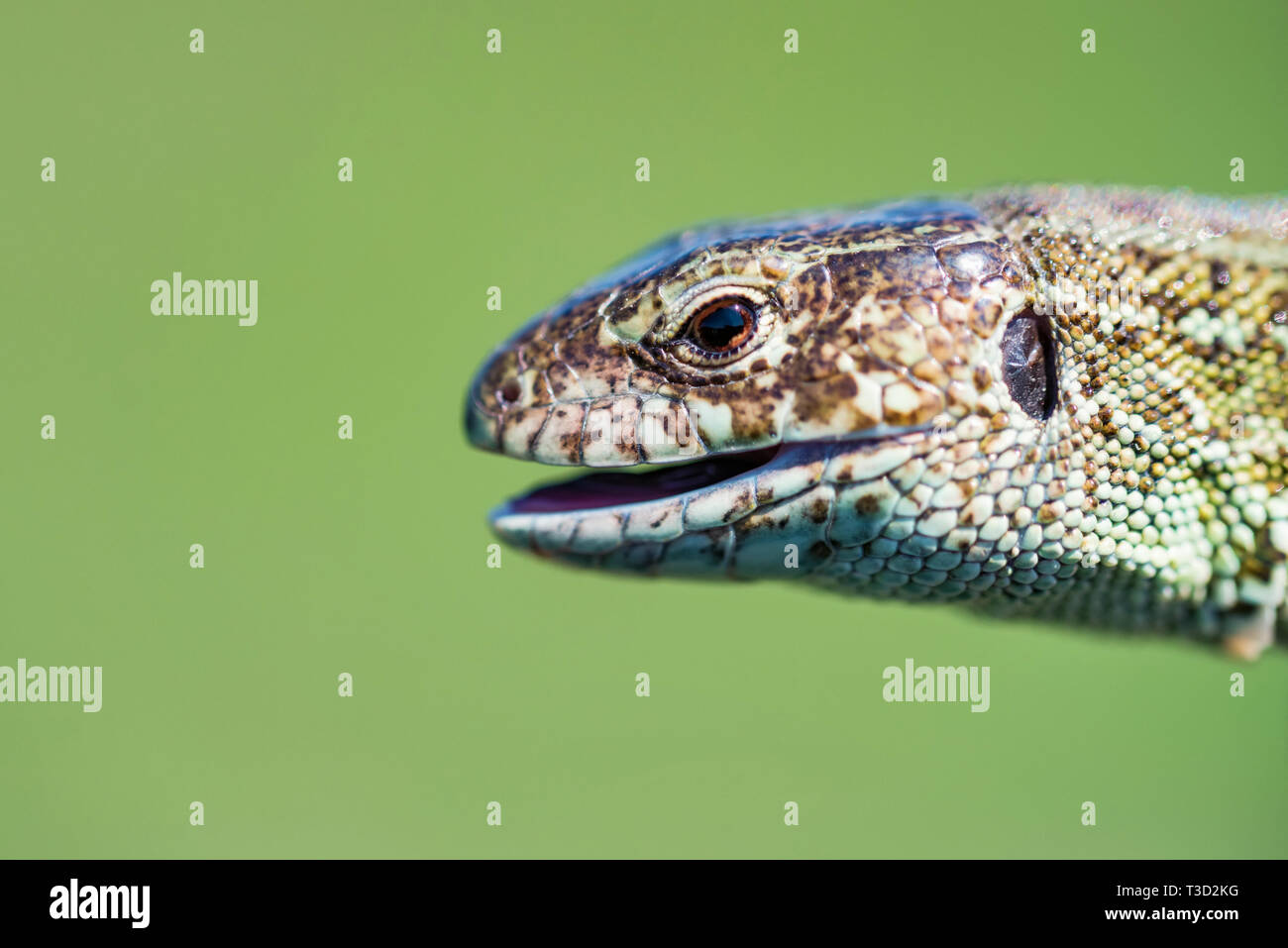 Portrait of happy lézard rapide sur fond vert Banque D'Images