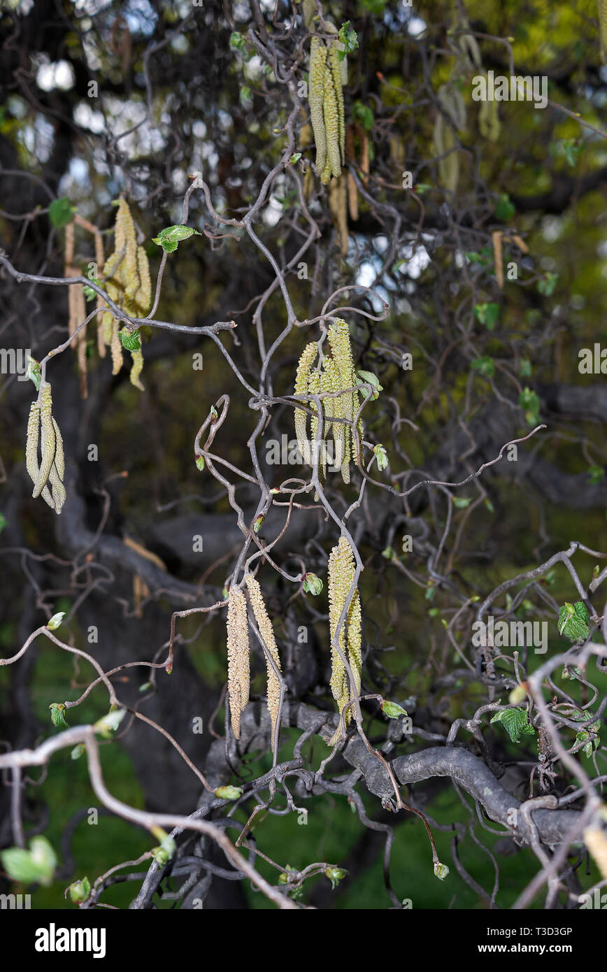 Corylus avellana contorta en fleur Banque D'Images