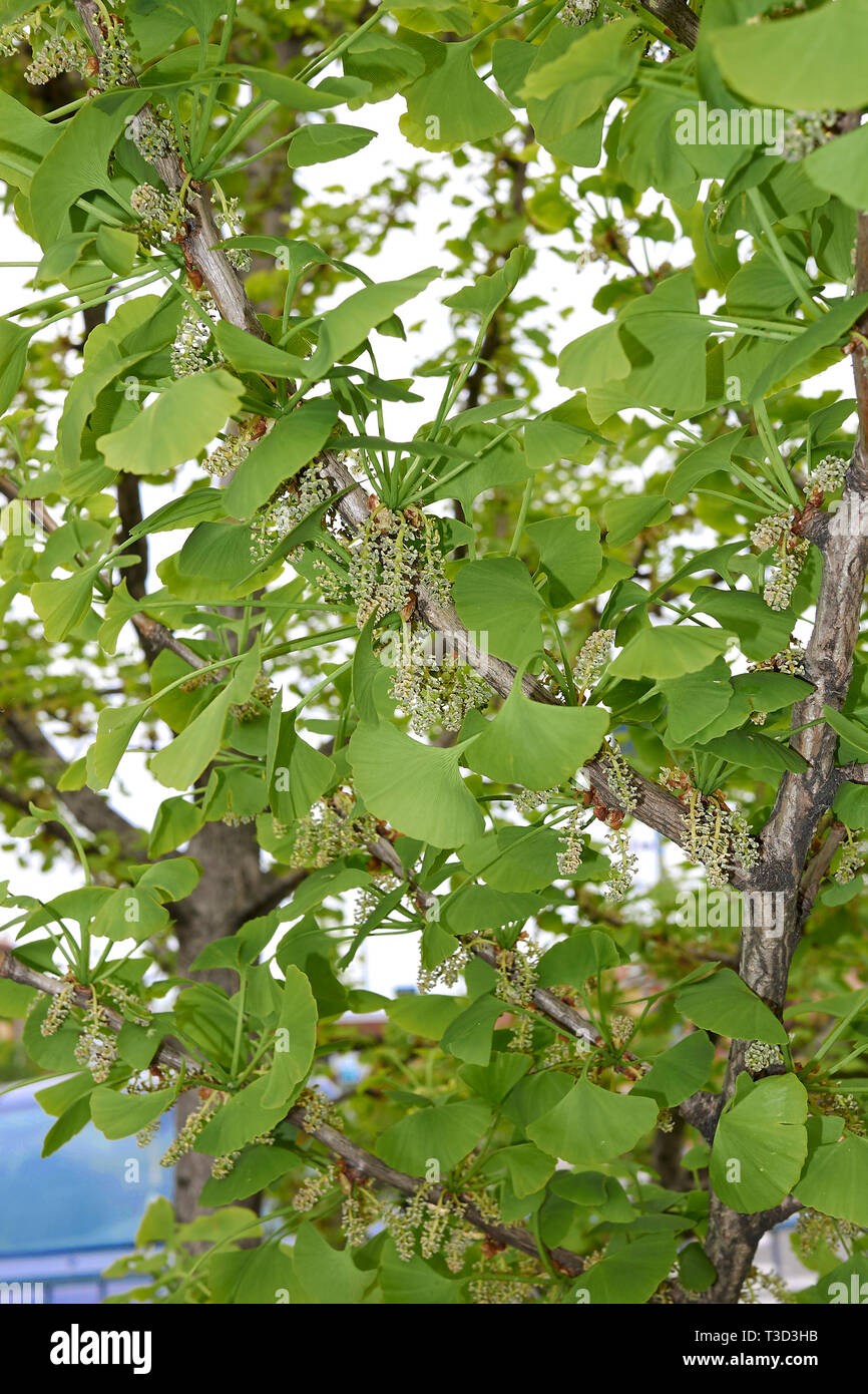 Le Ginkgo biloba en fleur Banque D'Images