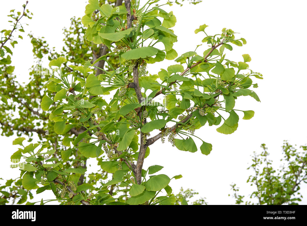 Le Ginkgo biloba en fleur Banque D'Images