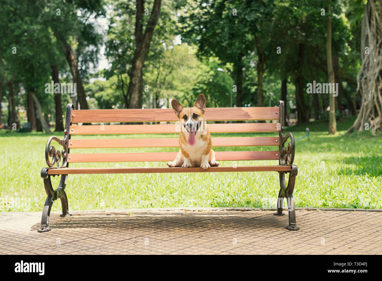 Cute Pembroke Welsh Corgi chien sur un banc dans le parc Banque D'Images