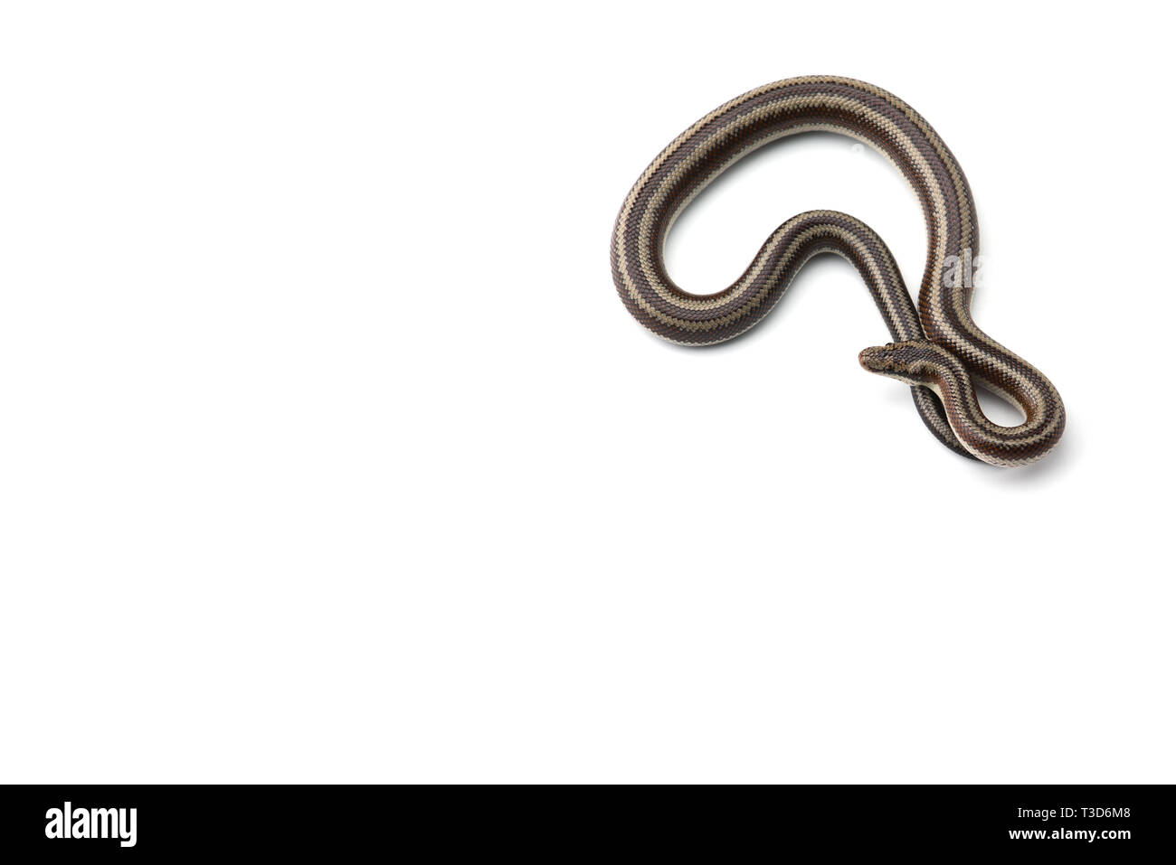 Le boa à trois isolé sur fond blanc Banque D'Images