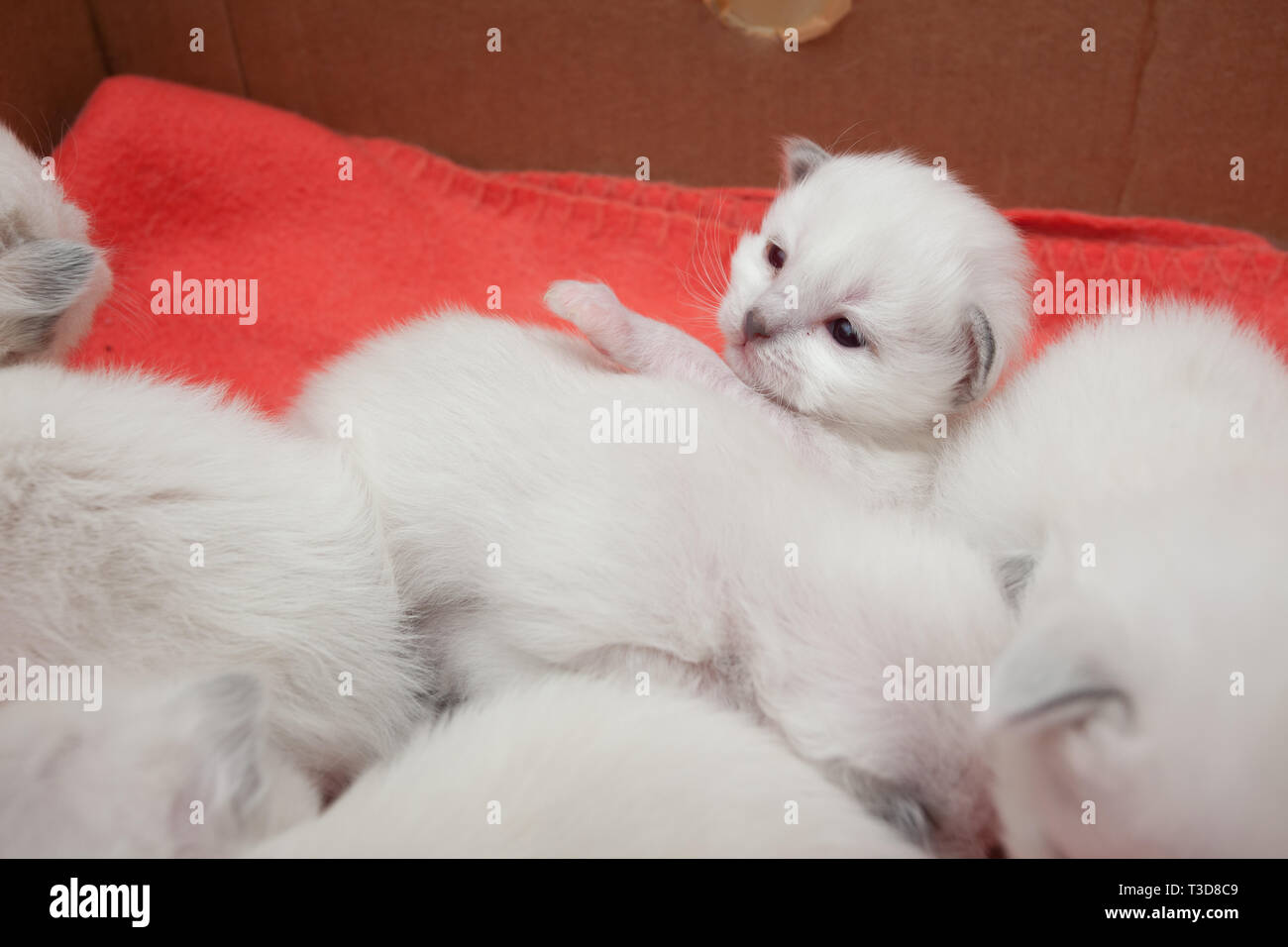 Les jeunes chatons sacré de birmanie Banque D'Images