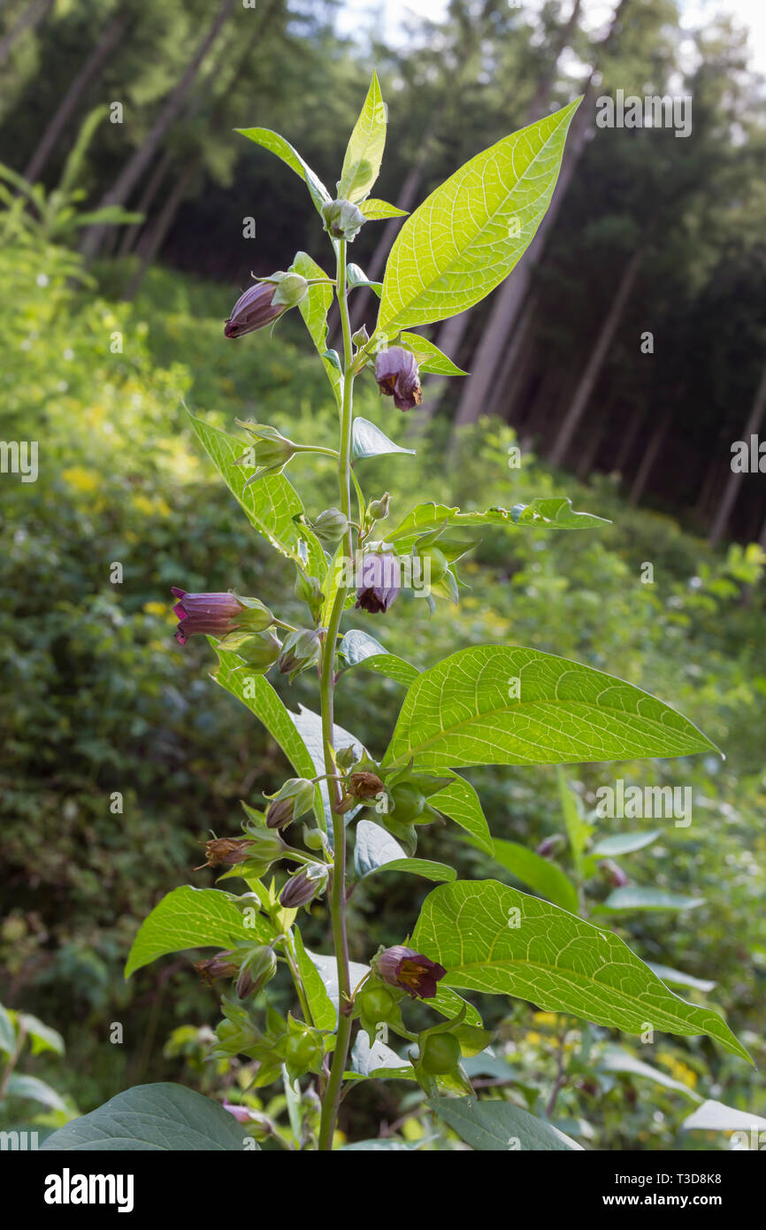 Schwarze Tollkirsche, Atropa belladonna belladonna, noir Banque D'Images