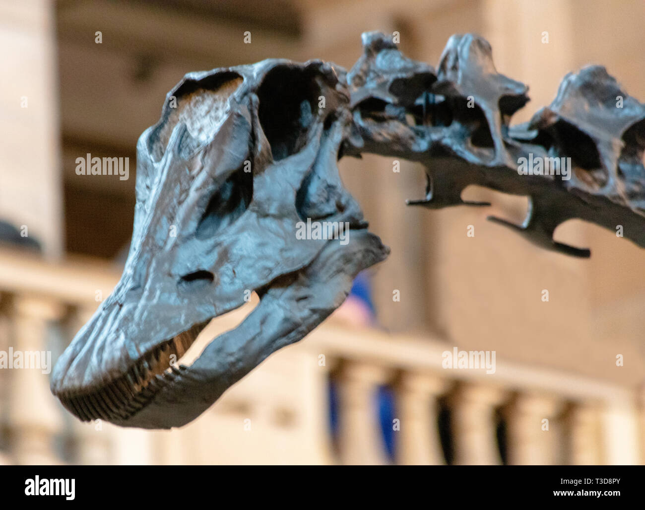 Le célèbre dinosaure Diplodocus fofolle en tournée dans Kelingrove Museum and Art Gallery, Glasgow, Ecosse Banque D'Images