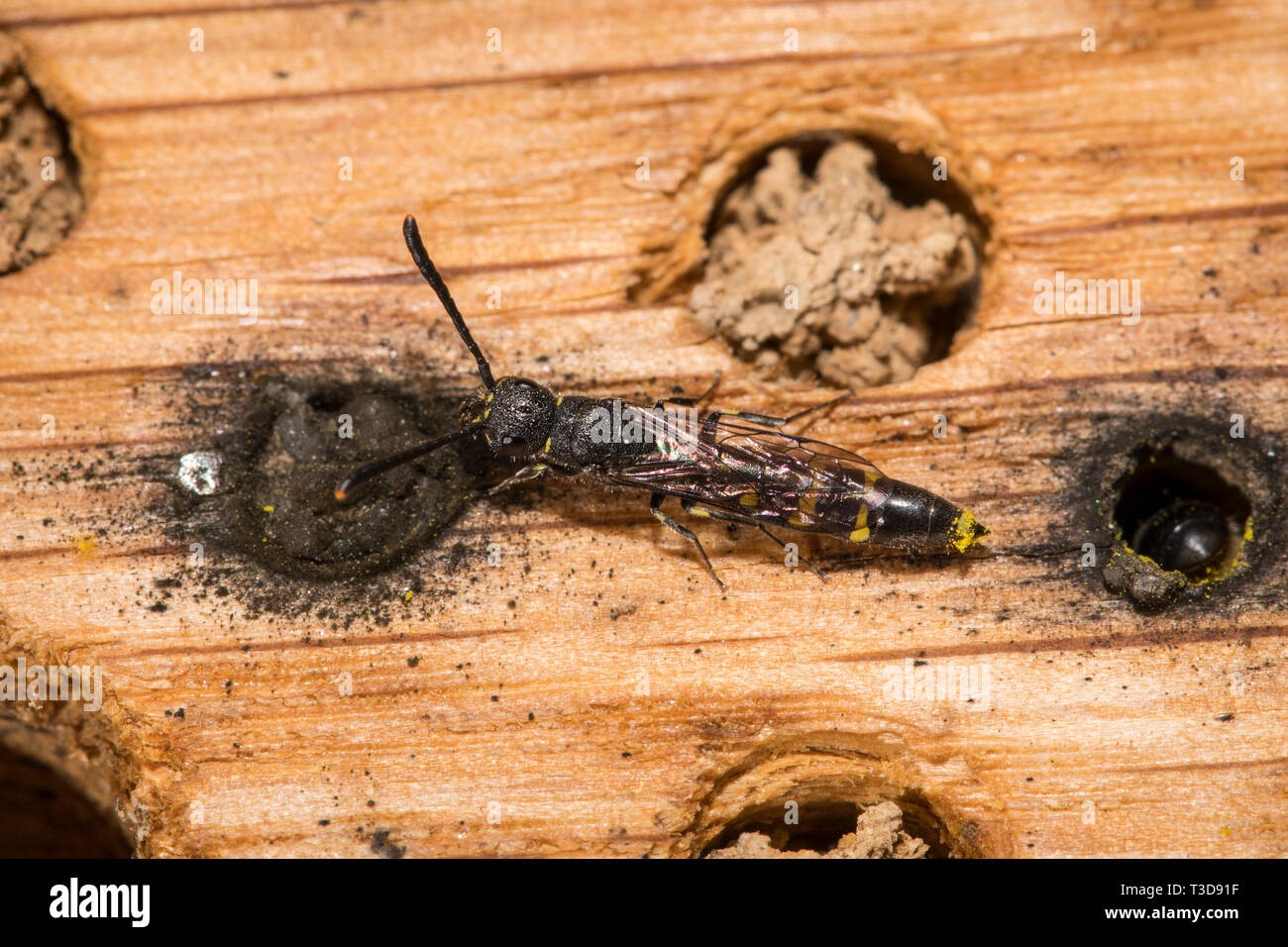 Keulhornwespen, Sapygidae, Club-horned guêpes Banque D'Images