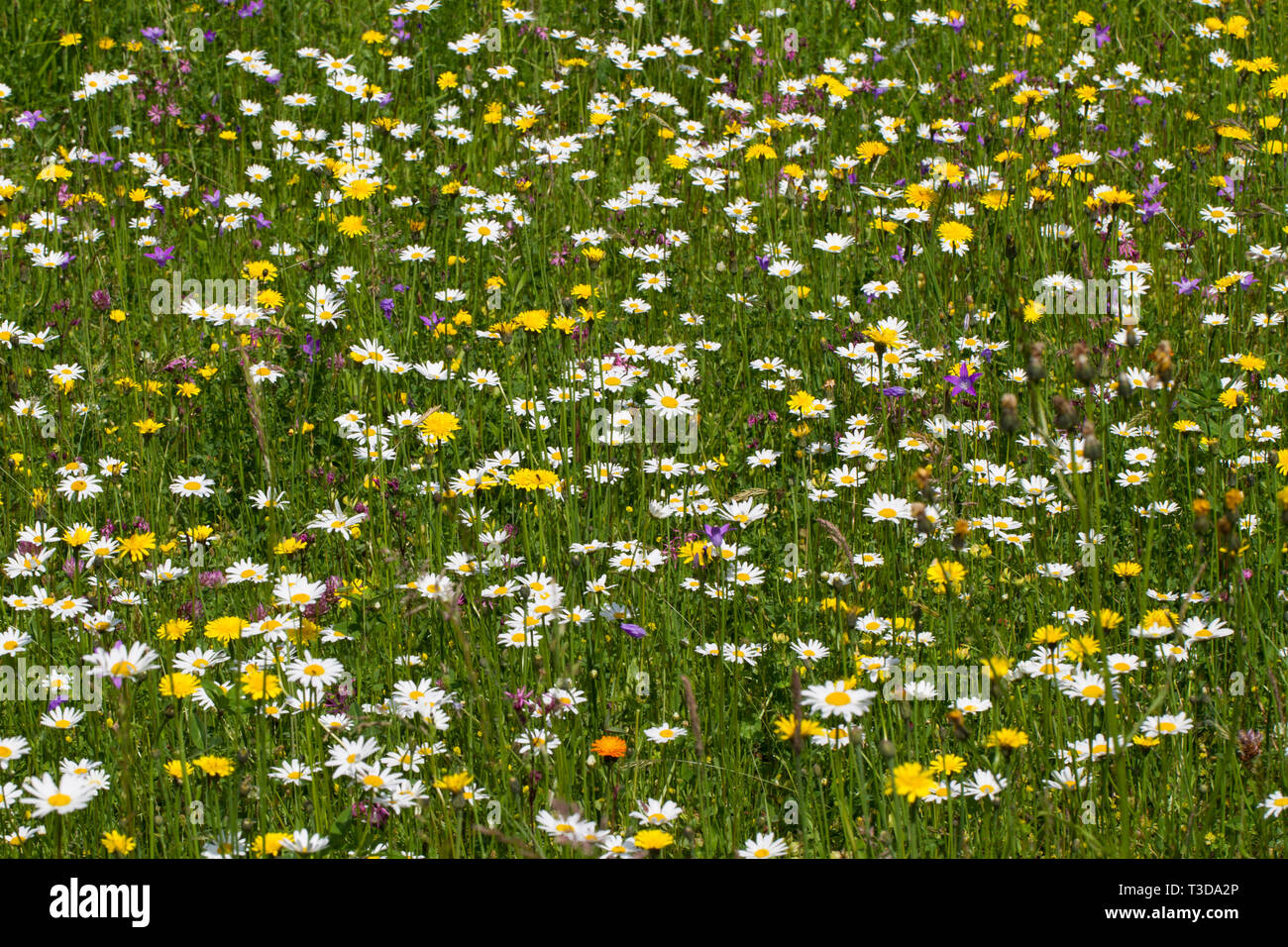 Blumenwiese, flower meadow Banque D'Images