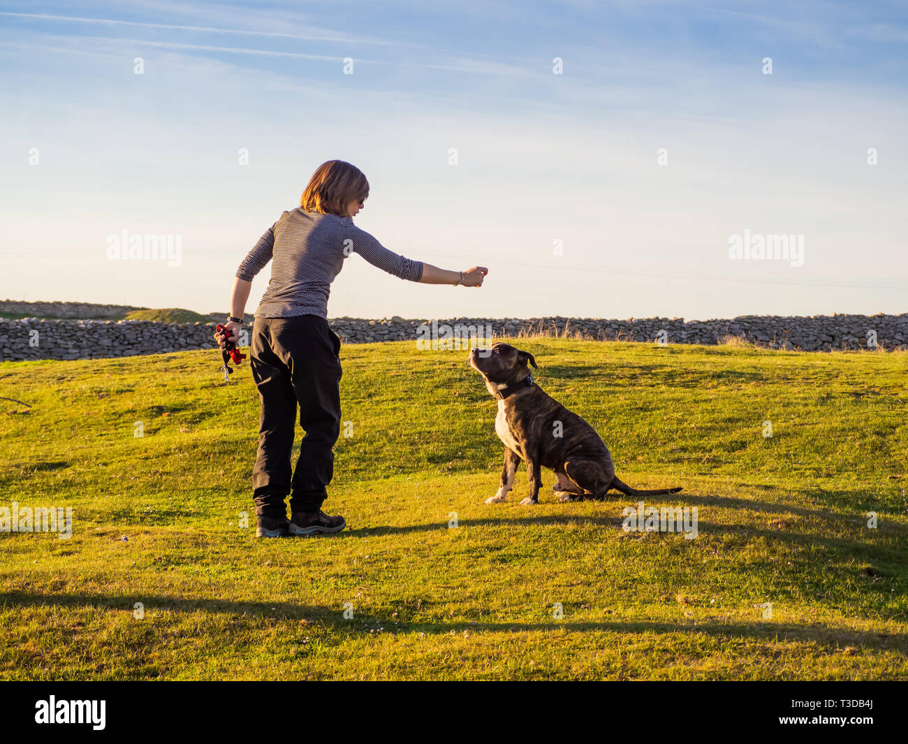 Une femme adulte jouant avec un jeune chien de race Staffordshire américain en campagne au printemps Banque D'Images