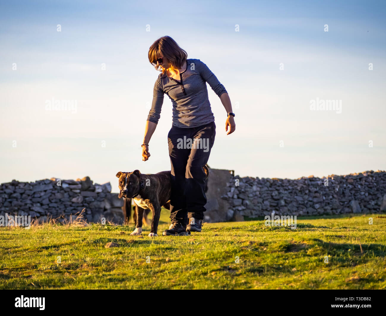 Une femme adulte jouant avec un jeune chien de race Staffordshire américain en campagne au printemps Banque D'Images