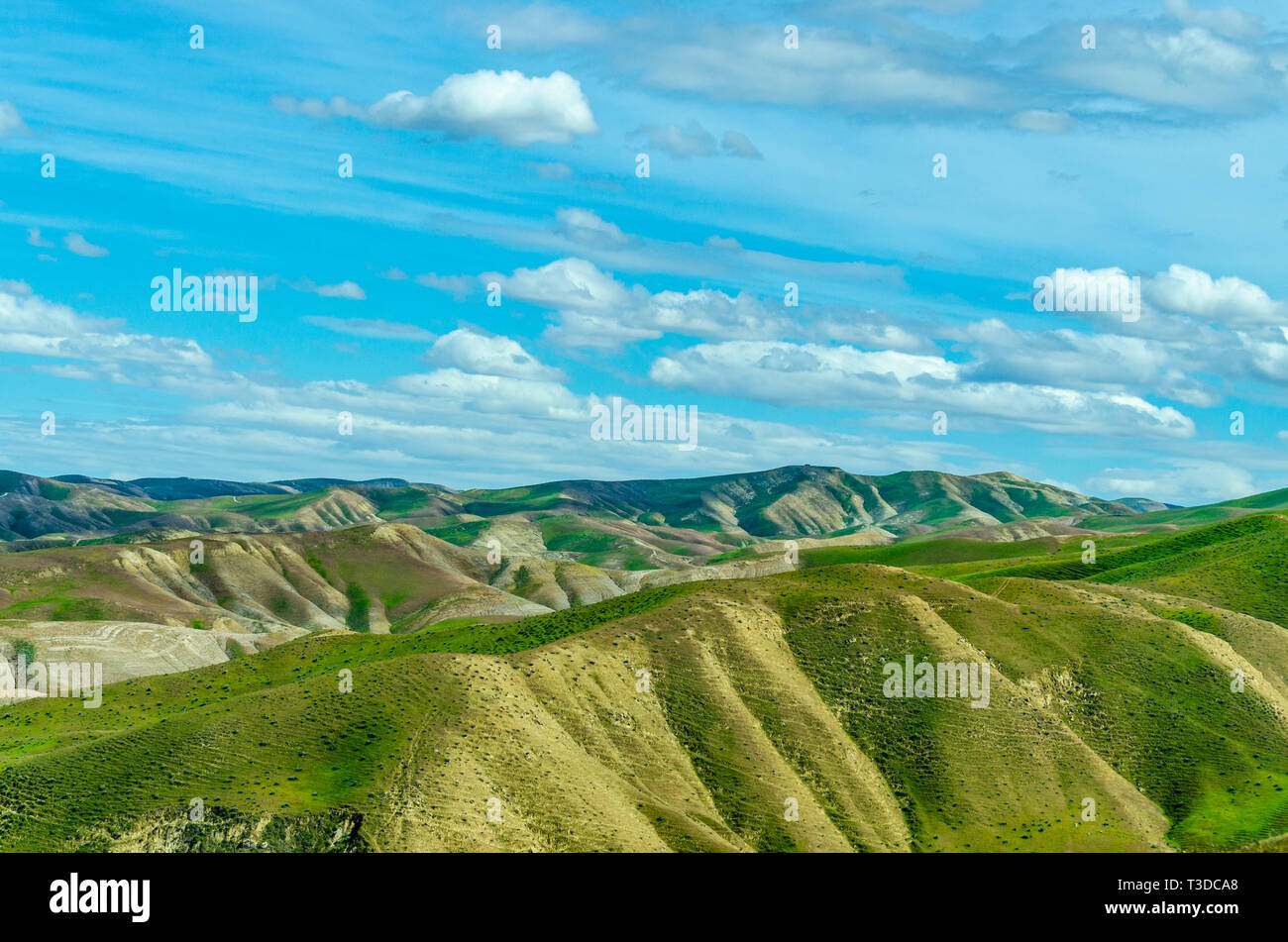Superbloom dans le centre de la Californie's Diablo Mountain Range spring 2019 USA Banque D'Images