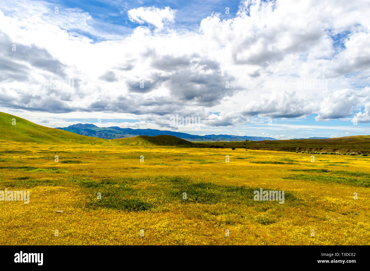 Superbloom dans le centre de la Californie's Diablo Mountain Range spring 2019 USA Banque D'Images