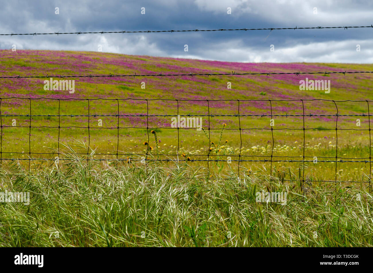 Superbloom dans le centre de la Californie's Diablo Mountain Range spring 2019 USA Banque D'Images