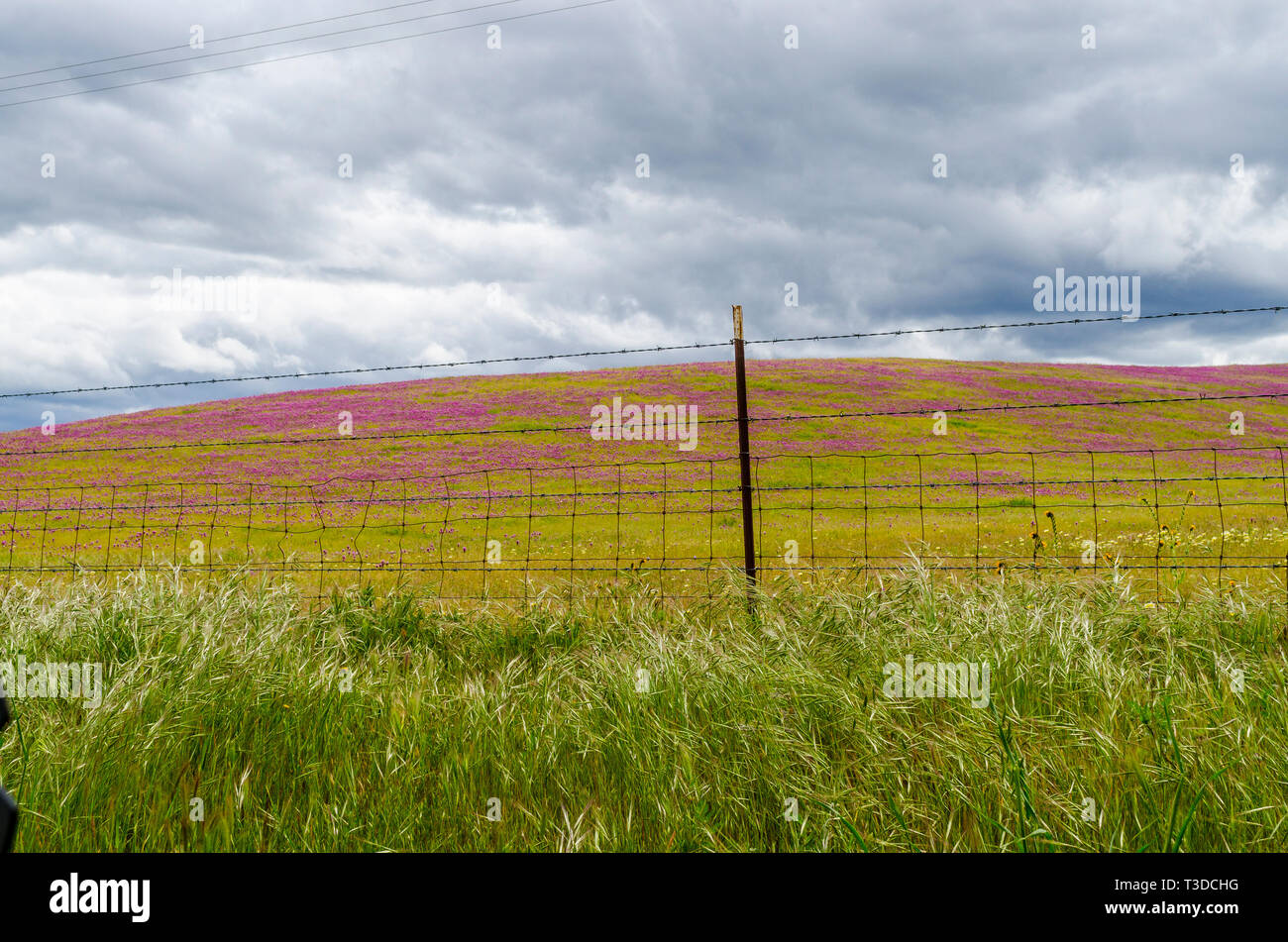 Superbloom dans le centre de la Californie's Diablo Mountain Range spring 2019 USA Banque D'Images