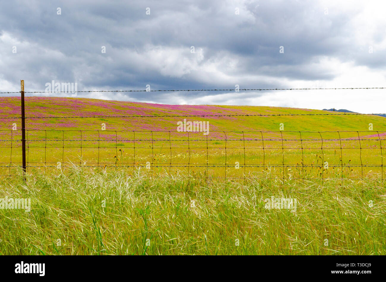 Superbloom dans le centre de la Californie's Diablo Mountain Range spring 2019 USA Banque D'Images