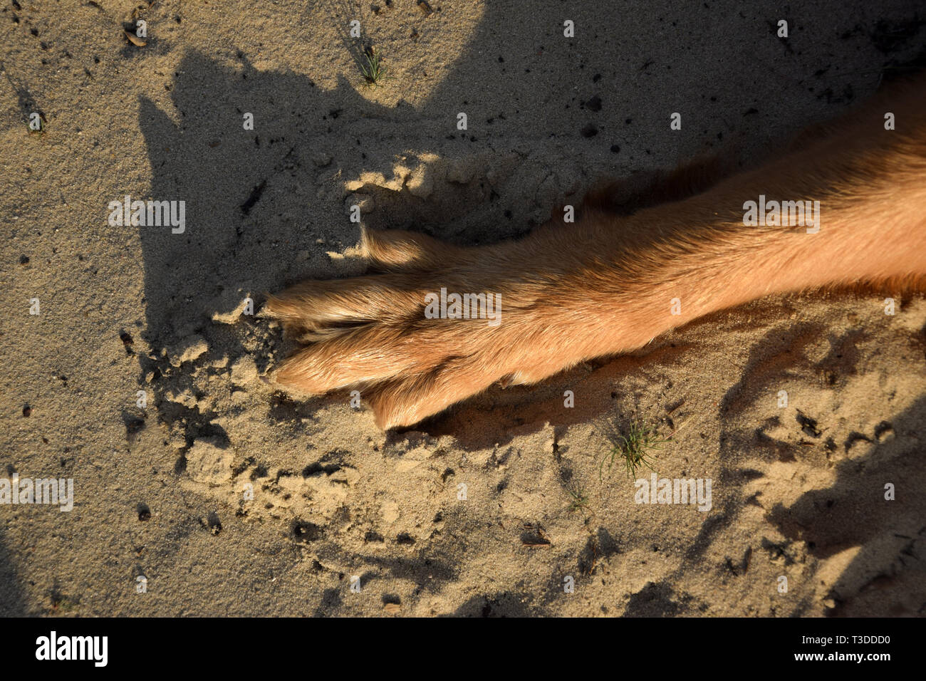 Chien pied sur le sable. Empreinte de chien. Banque D'Images