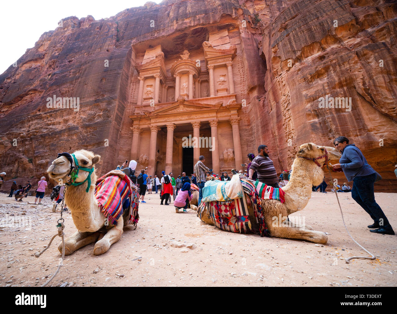Les chameaux pour attendre les clients touristiques auprès du Trésor (Al khazneh), à Petra, Jordanie, Site du patrimoine mondial de l'UNESCO Banque D'Images